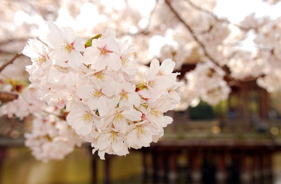 日本樱花